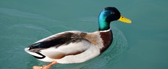 If It Looks Like A Duck, Swims Like A Duck And Quacks Like A Duck – The UK Taxman’s Approach To Civil Law Foundations